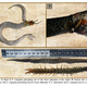 Illustration for article titled This Snakes Last Meal Tried To Eat Its Way Out
